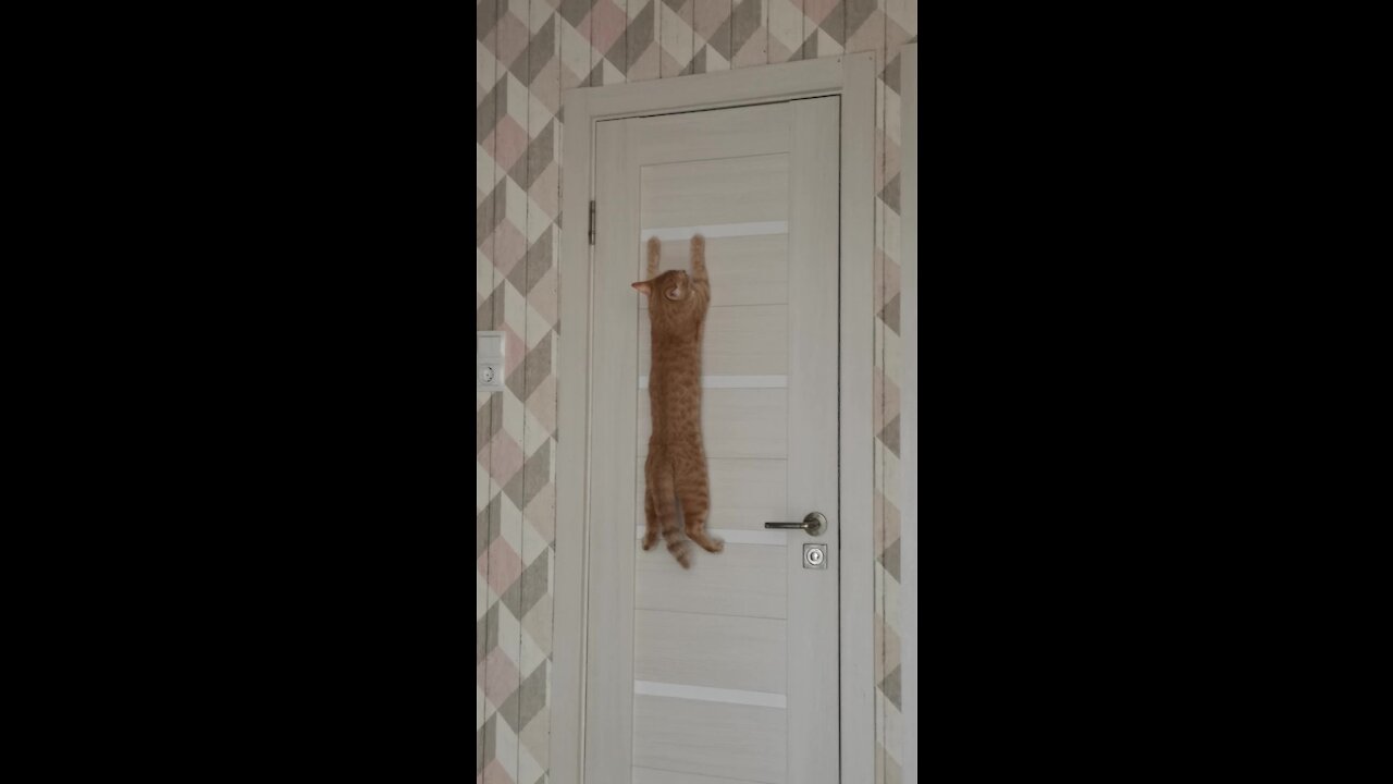 Cat "Subtly" Shows Owner That She Wants To Go Outside