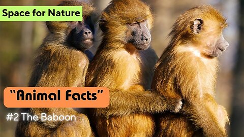 10 Wonderful BABOON Facts | Learn About Baboon | #naturelovers #animalfacts #animals