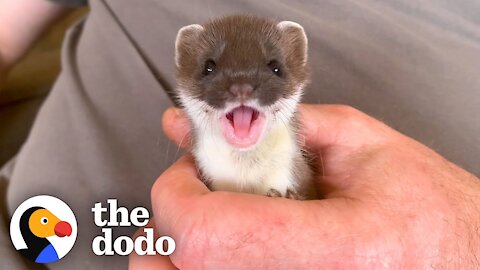 Tiny Baby Stoat Has The Best Reaction When She Meets Someone Like Her