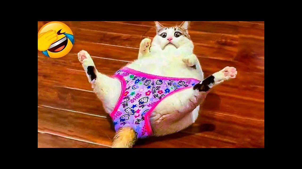 New Funny Animals 😂 Funniest Cats and Dogs Videos 😺🐶