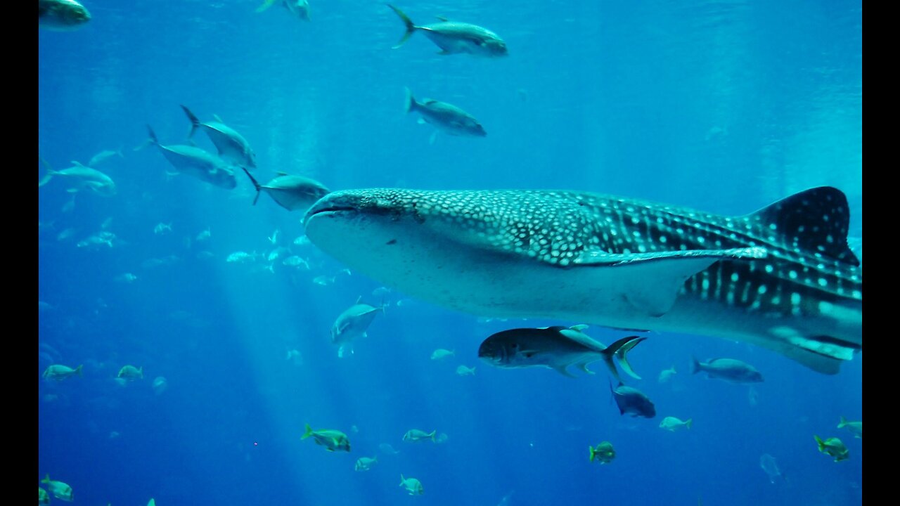 2021 new normal swimming with Whale Sharks