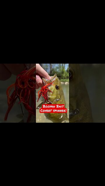 Covert spinner on them spring smallies!!! #youtubeshorts