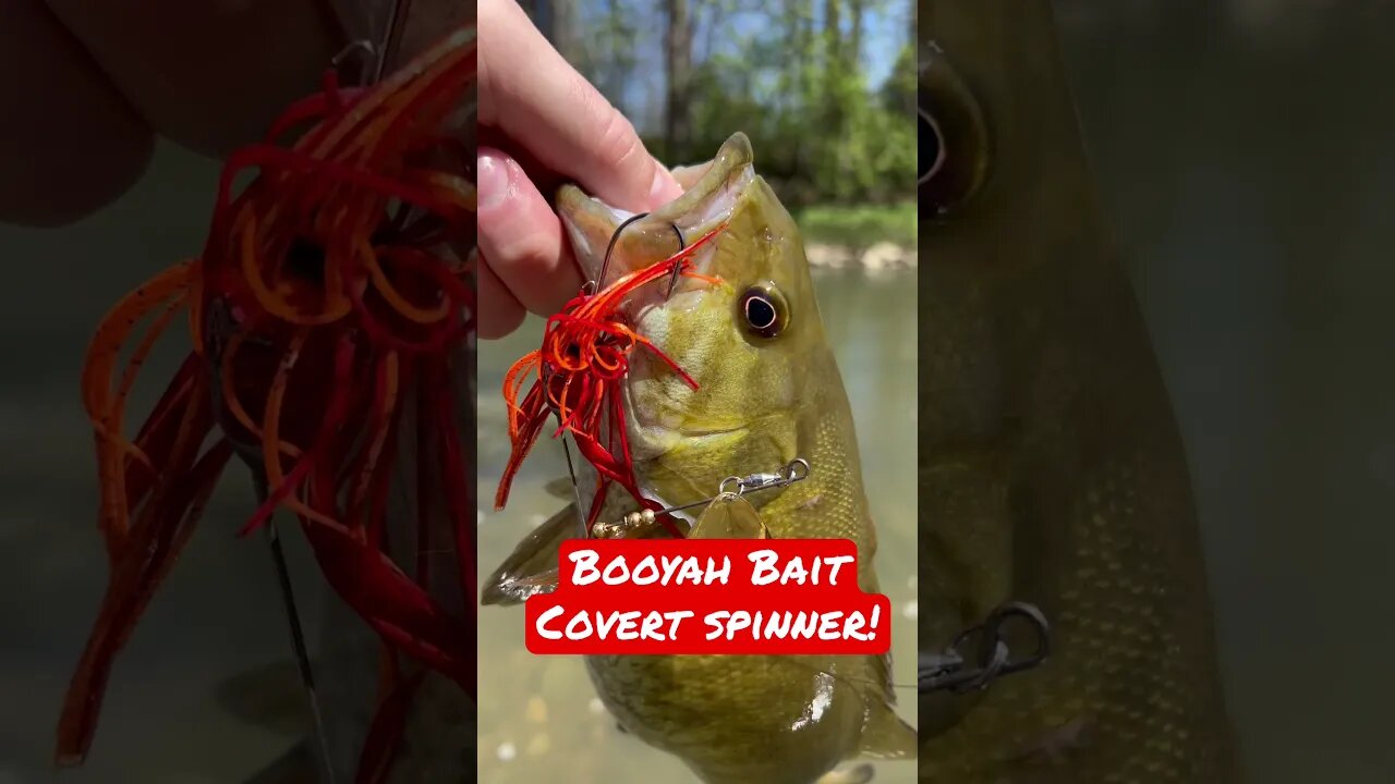 Covert spinner on them spring smallies!!! #youtubeshorts