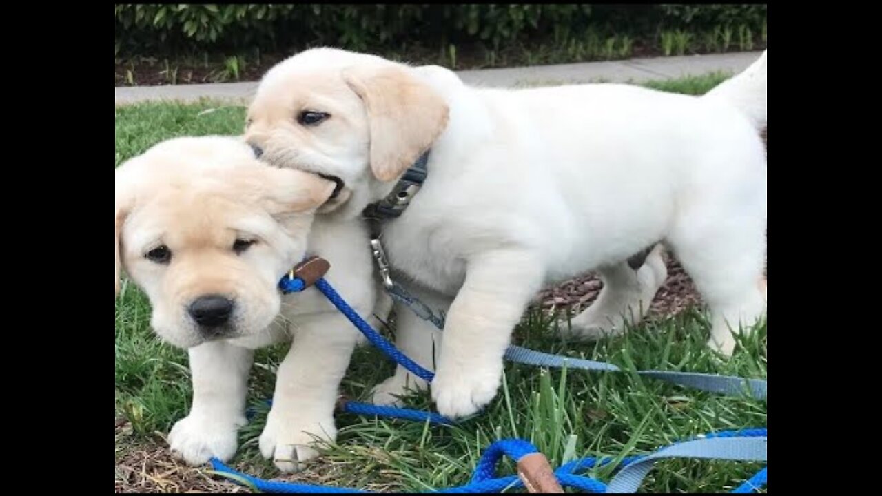 Funniest & Cutest Labrador Puppies #2 - Funny Puppy Videos 2022