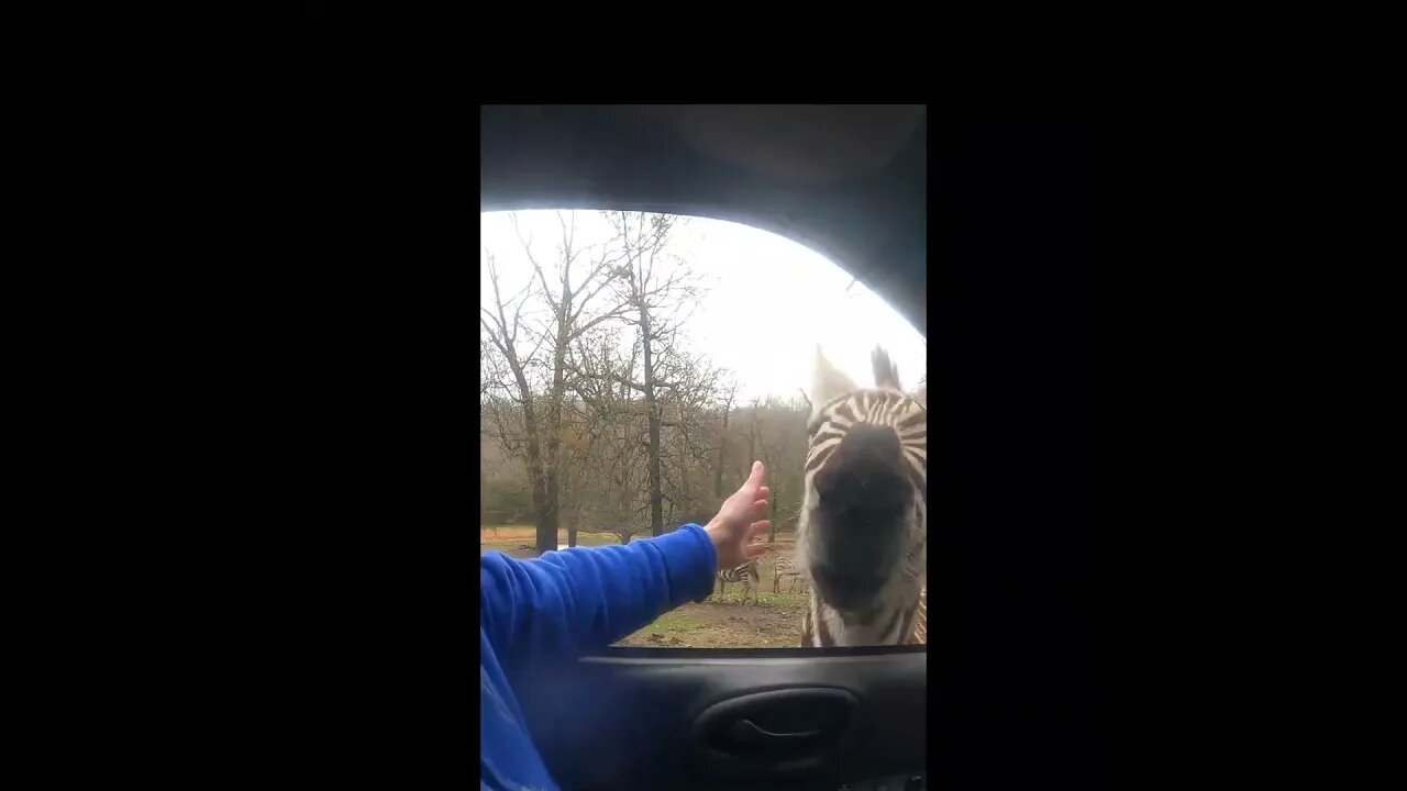 #shorts Drive thru Wild Animal Safari Strafford Missouri, Feed Animals