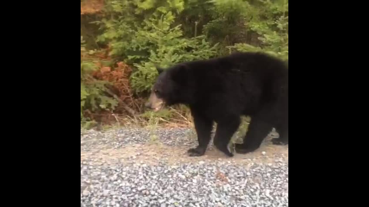 Couple in car greeted by passing bear