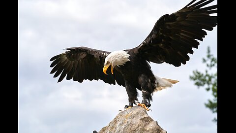 "How Keen Is A Bald Eagle's Vision Really ?"