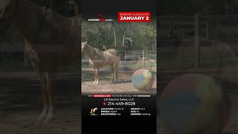 Check out Riggz! 2012 AQHA Palomino Gelding available exclusively at Horsebid.com until January 2nd!