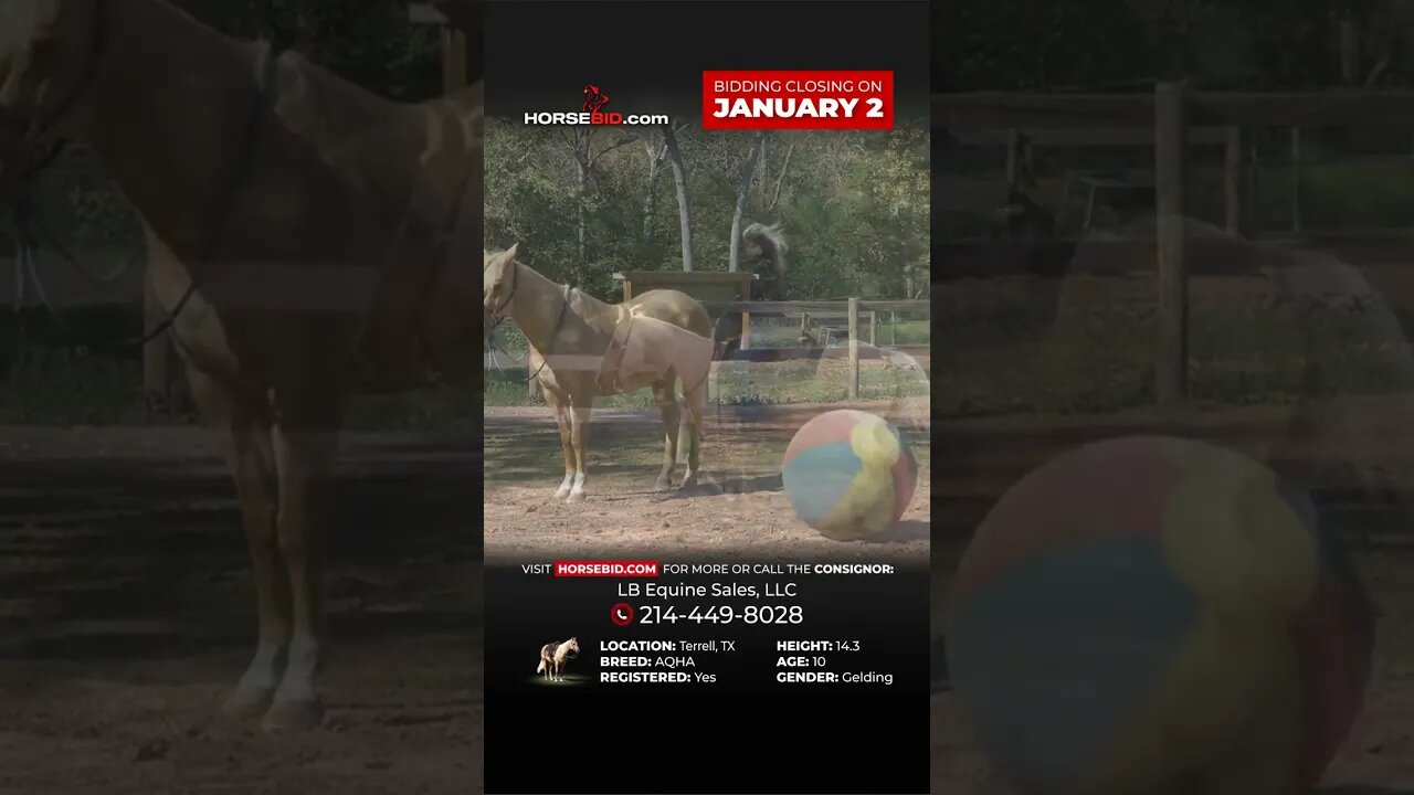 Check out Riggz! 2012 AQHA Palomino Gelding available exclusively at Horsebid.com until January 2nd!