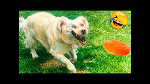Best Funny Animal Videos 2022 😂 - Funniest Dogs And Cats Videos 🤣🐹