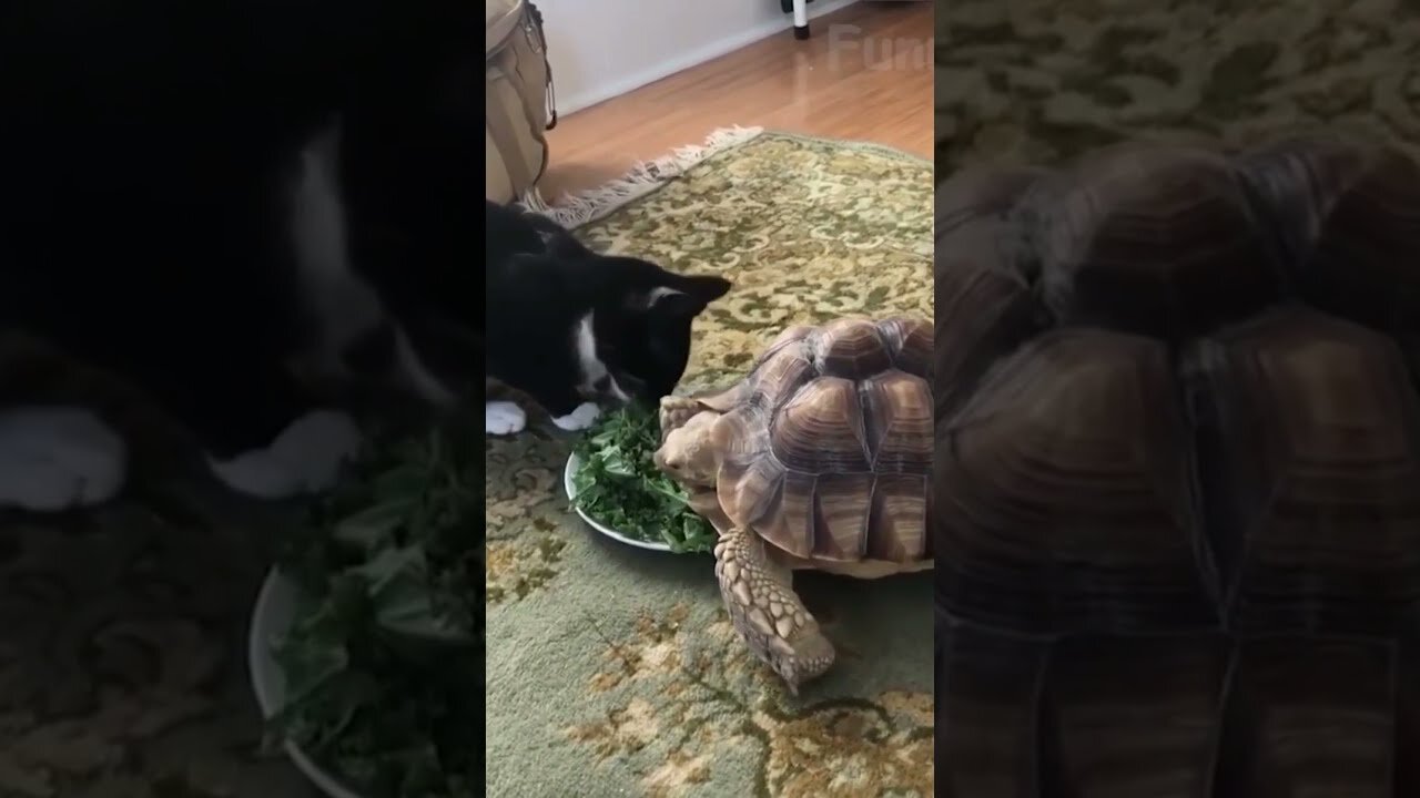 Funny Animals Try Not To Laugh