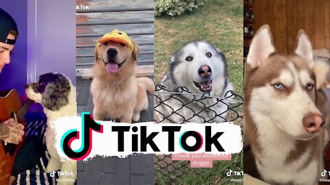 Funniest Dogs of TikTok ~ Try not to Laugh ~ Cutest Puppies ~Doggos TikTok Compilation !