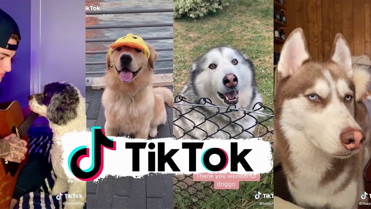 Funniest Dogs of TikTok ~ Try not to Laugh ~ Cutest Puppies ~Doggos TikTok Compilation !