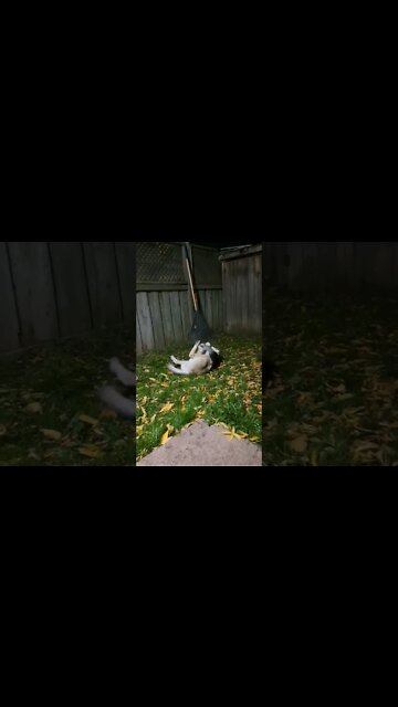 Random Maple Moment #shorts #shepsky