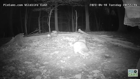 Wildlife Cam 2 Coyote Chases a Raccoon up a Tree 4.19.23 20:53