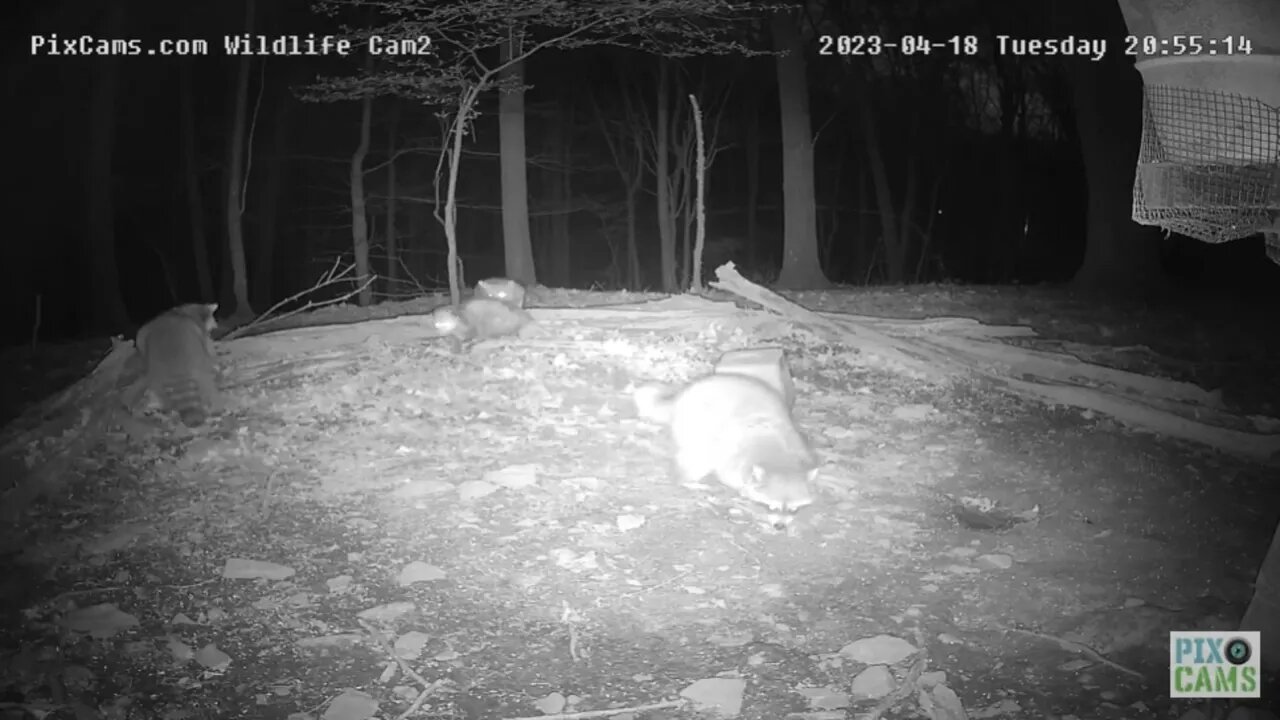 Wildlife Cam 2 Coyote Chases a Raccoon up a Tree 4.19.23 20:53