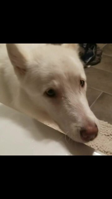 Extremely vocal dog howls loudly at owner taking bath