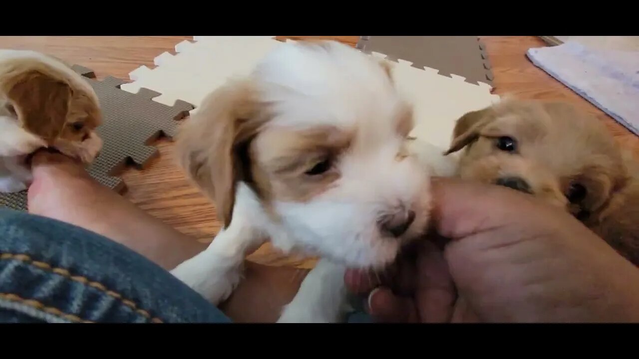 W Litter - 1st Trip to The Kitchen(1)