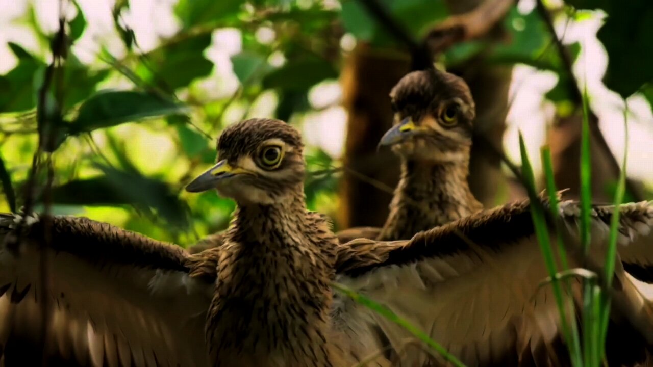 Daring birds shield their home from reptile