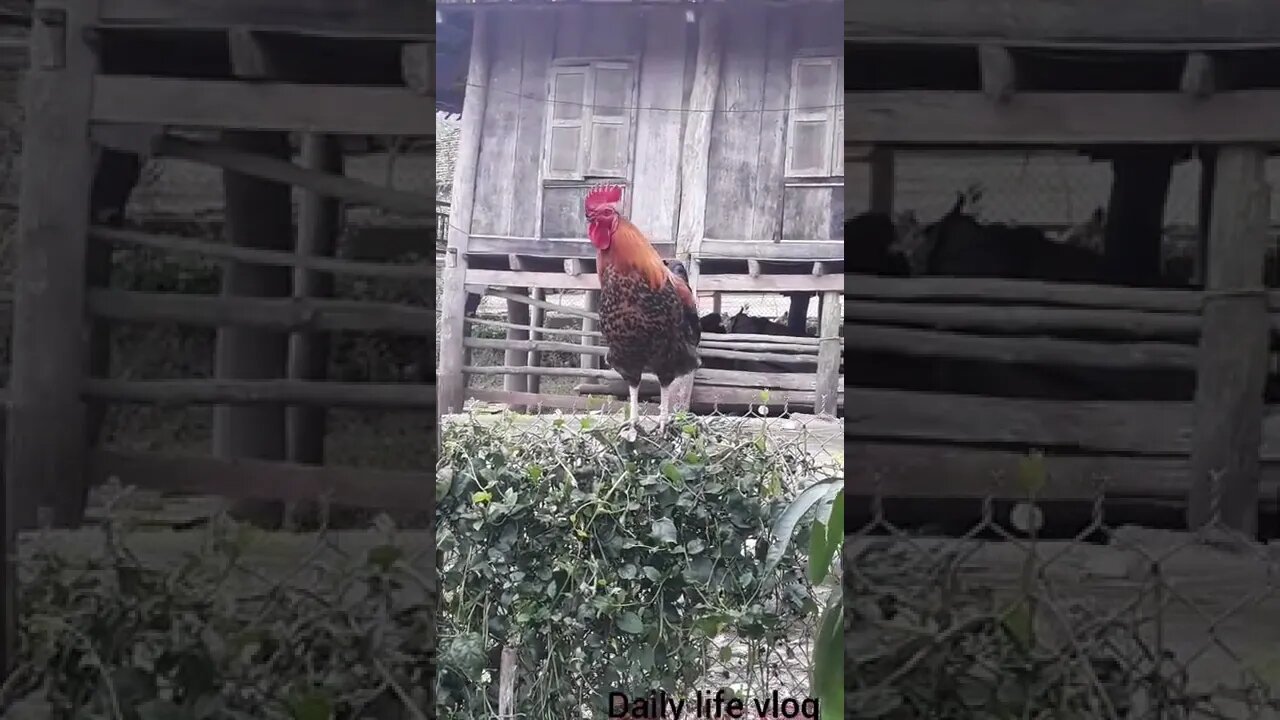 oh my chicken is so beautiful