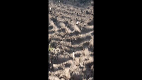sowing corn 🌽