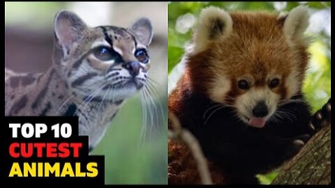 Top 10 Cutest Animals