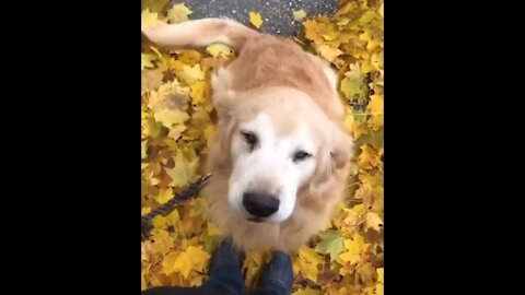 HAPPY DOG▐ TIKTOK