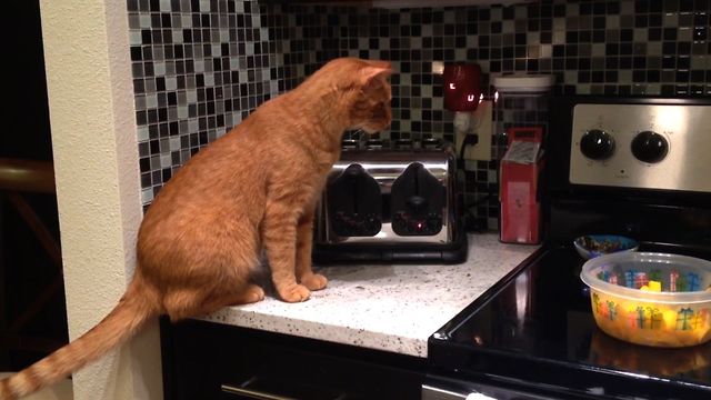 Scaredy Cat Toaster Surprise