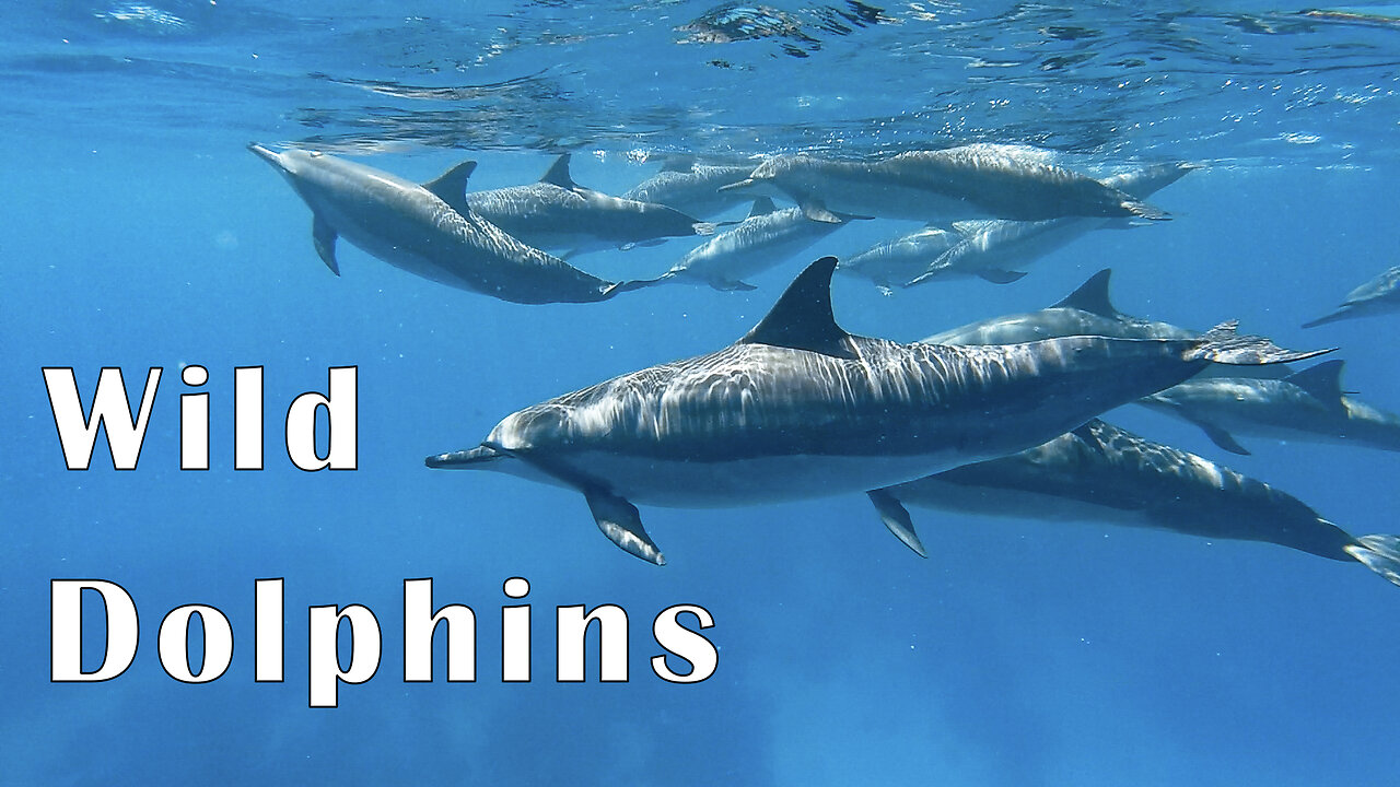 Swimming with Spinner Dolphins ins Hawaii!