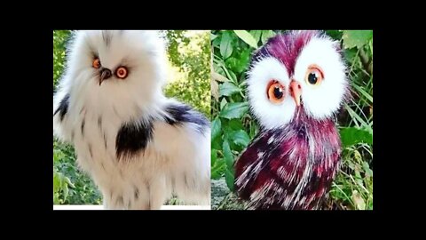 wow so beautiful owl 🦉#4