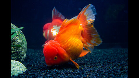 Glory to the Creator fishes shapes and colors with music