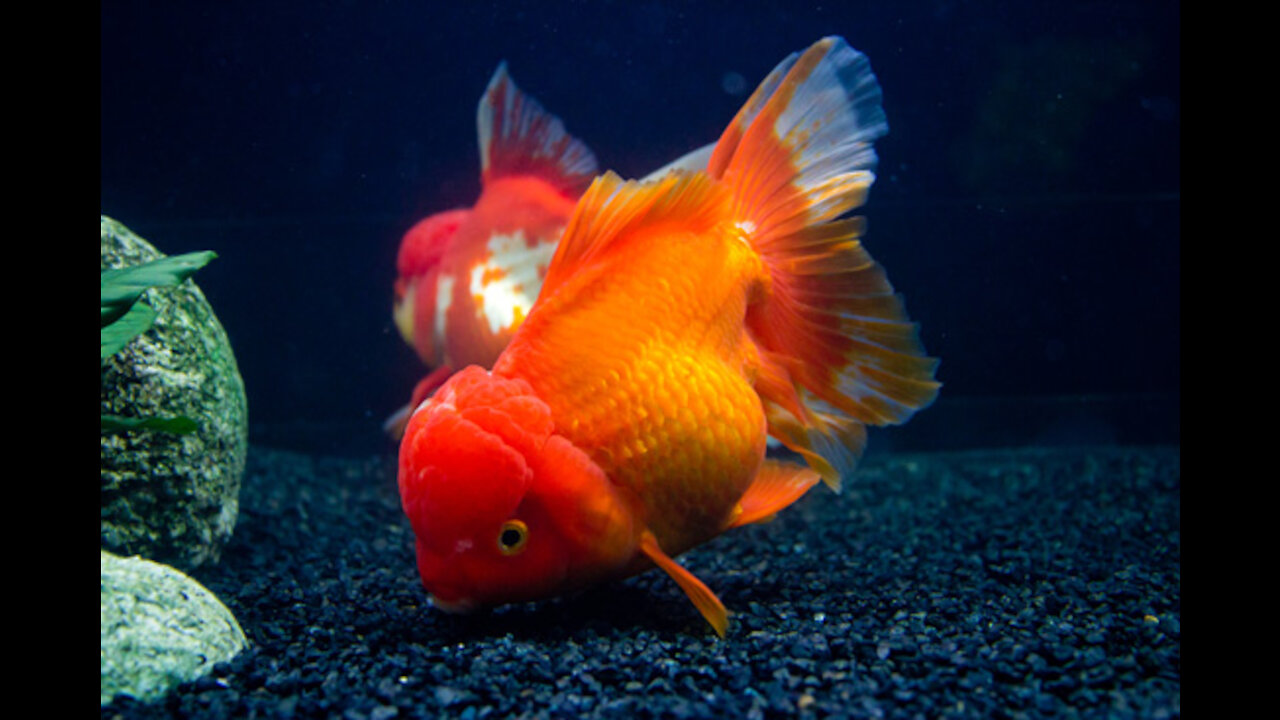 Glory to the Creator fishes shapes and colors with music