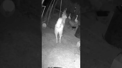 Maremma pup on night patrol training. Farm cam