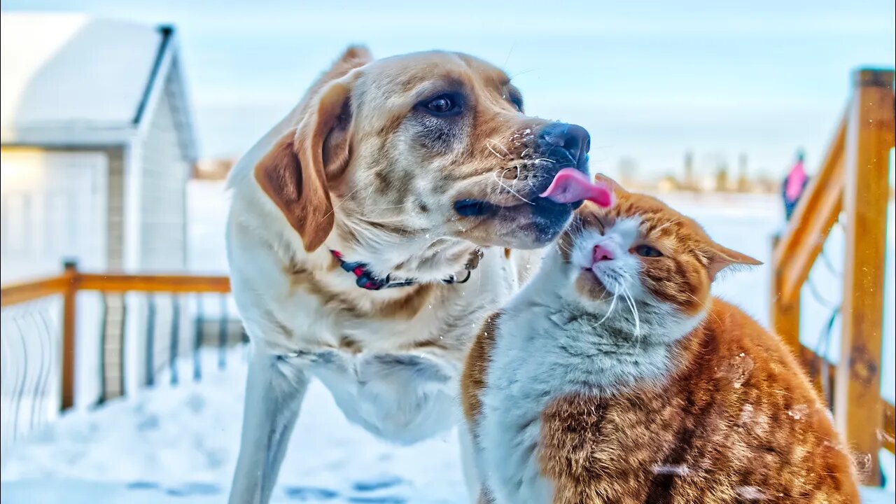 Try NOT to Laugh! 😹 This Kitty Can't Stop TAUNTING This Dog (#185) #Clips