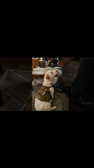 Ares Jack Russell listens to a guitar master