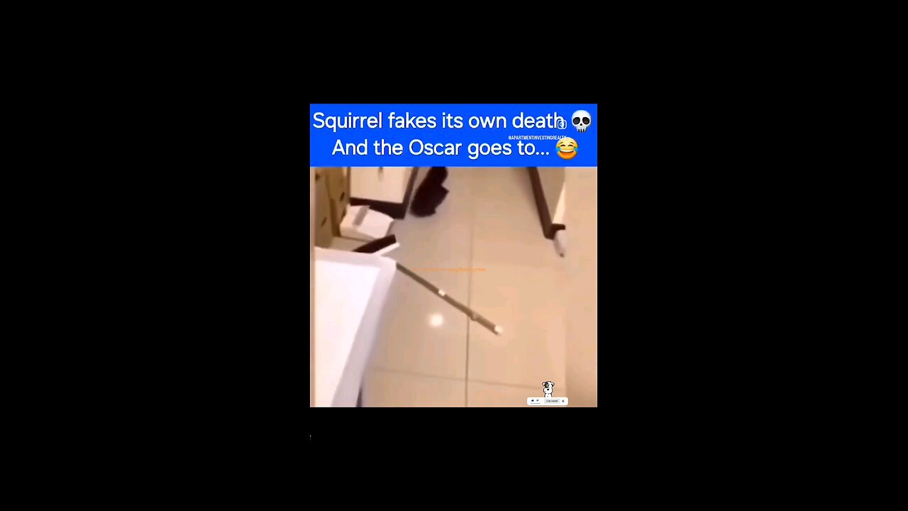 Squirrel Fakes Its Own Death 💀😂