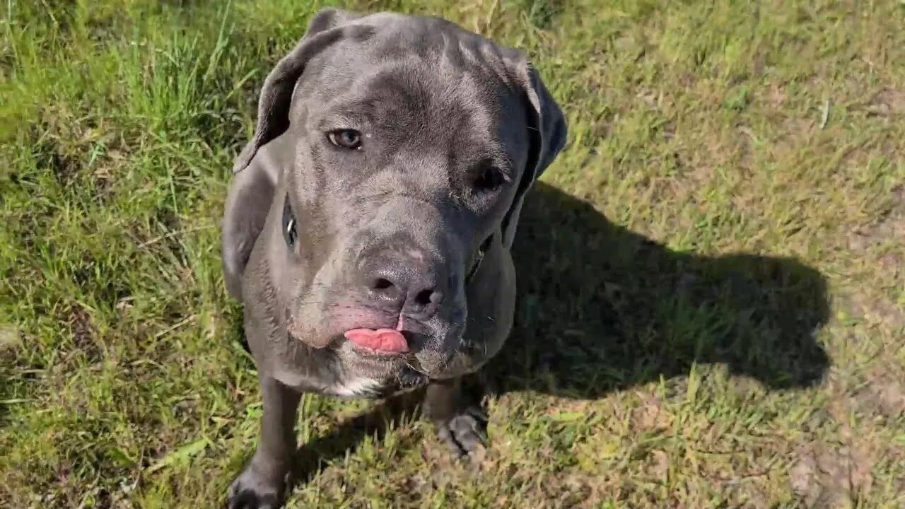 Bruce The Puppy Cane Corso 50 KG 110 Lbs 9.5 Months Old Walking