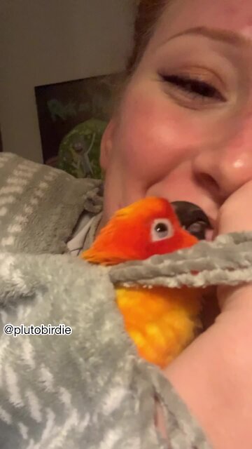 Sweet parrot literally cannot stop kissing owner goodnight