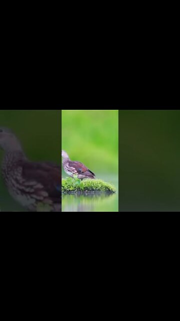 تبارك الرحمن