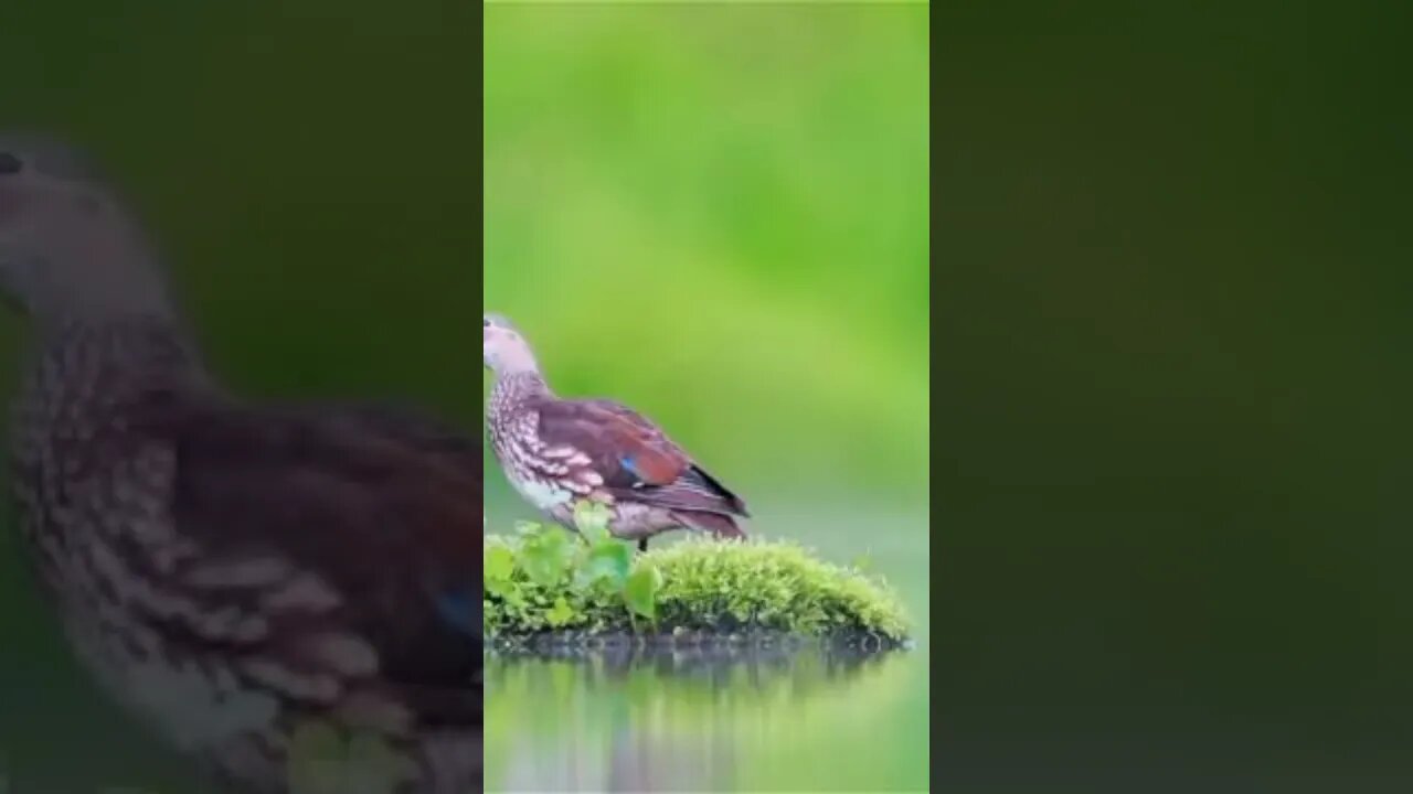 تبارك الرحمن