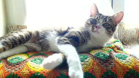 A Lazy Cat