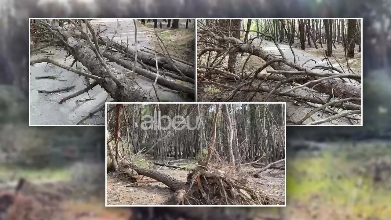 Moti i keq ben "namin" ne pyllin e sodes, era e forte shkul nga vendi pemet