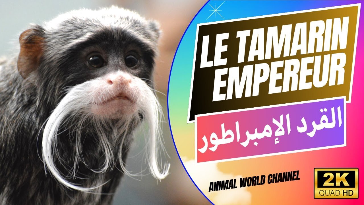 le tamarin empereur tire son nom de longues moustaches qui rappellent celles de l’empereur allemand