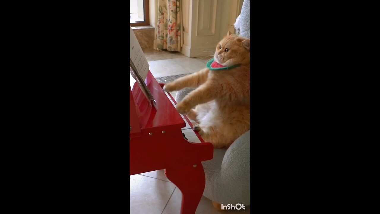 What is the cat playing?