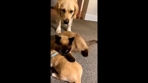 Cute cat fosters puppy 🐶 brother .