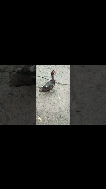 Good morning Muscovy's