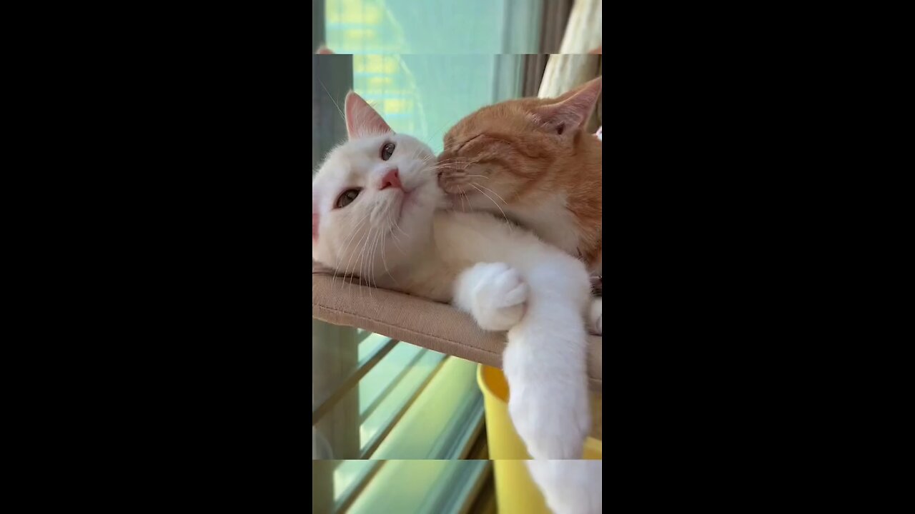 cute cat beautiful romance