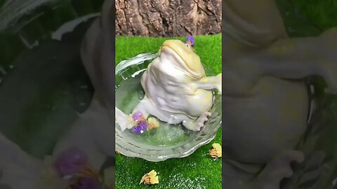 This is the life of a frog