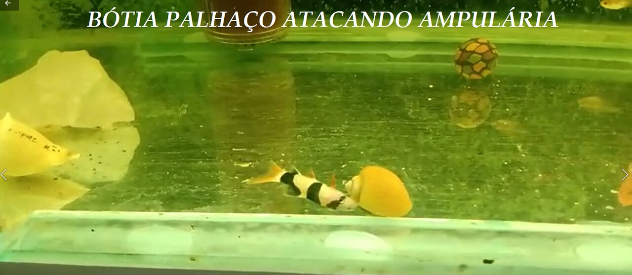 Clown Botia fish attacking ampularia mollusc