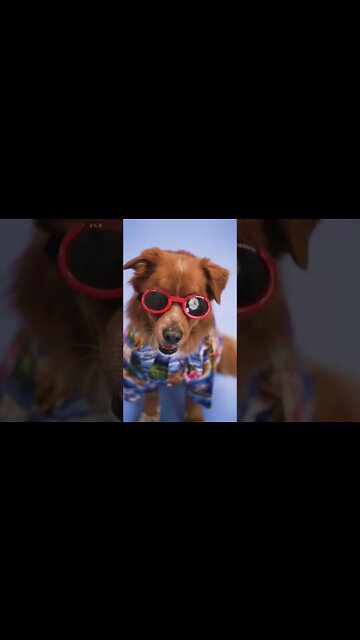 ✅ FANTASIAS HALLOWEEN PARA CÃES E GATOS ✅ - IDÉIAS e ROUPAS INCRÍVEIS e ENGRAÇADAS 🐶🐱